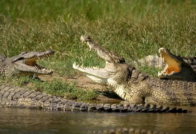 crocodile