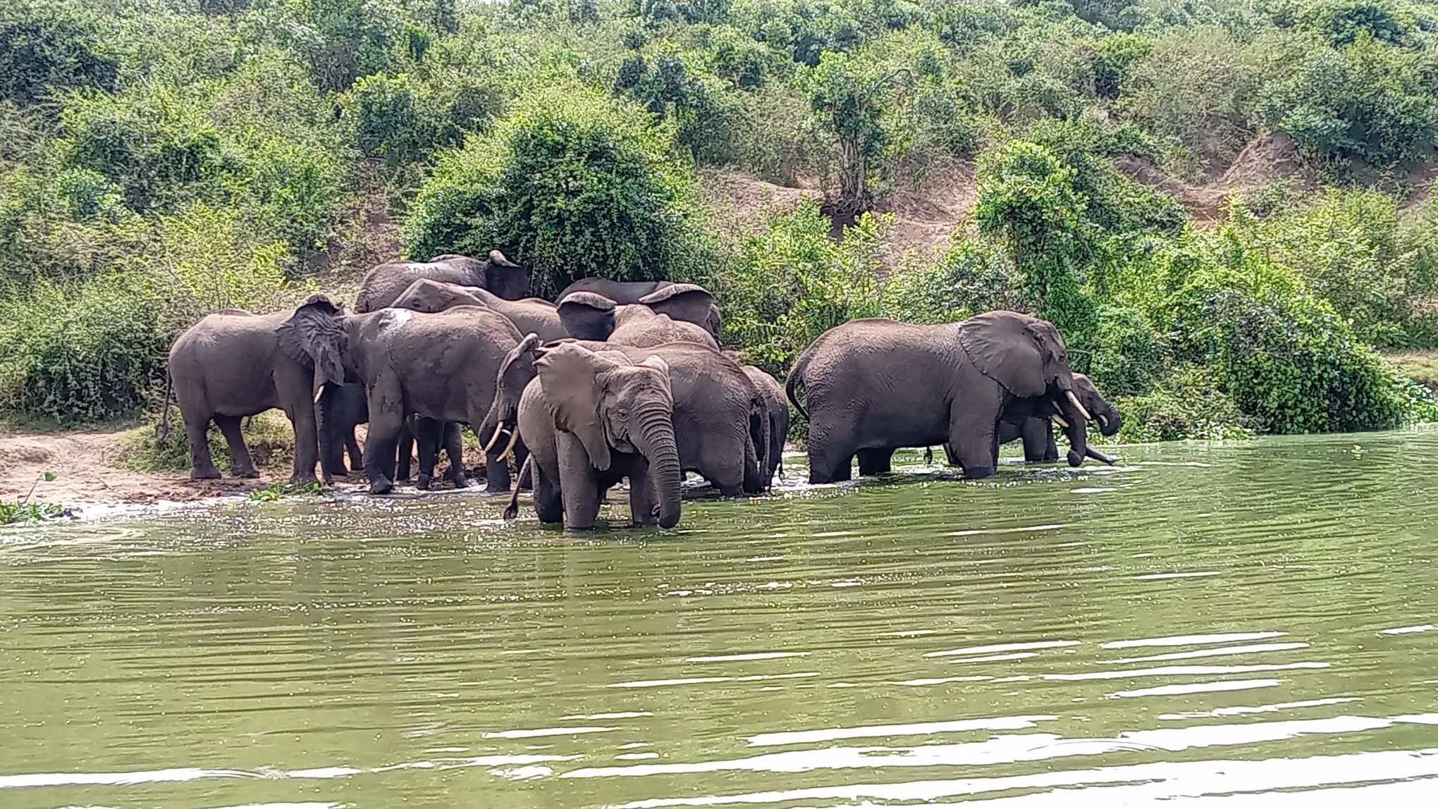 Elephant