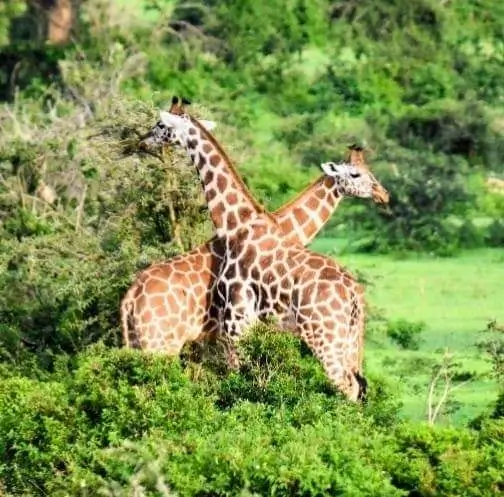 Safari