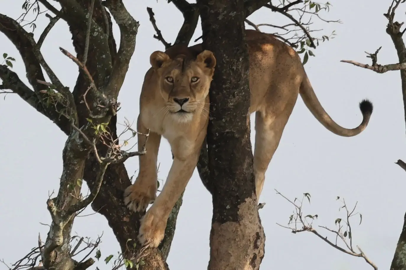 lion